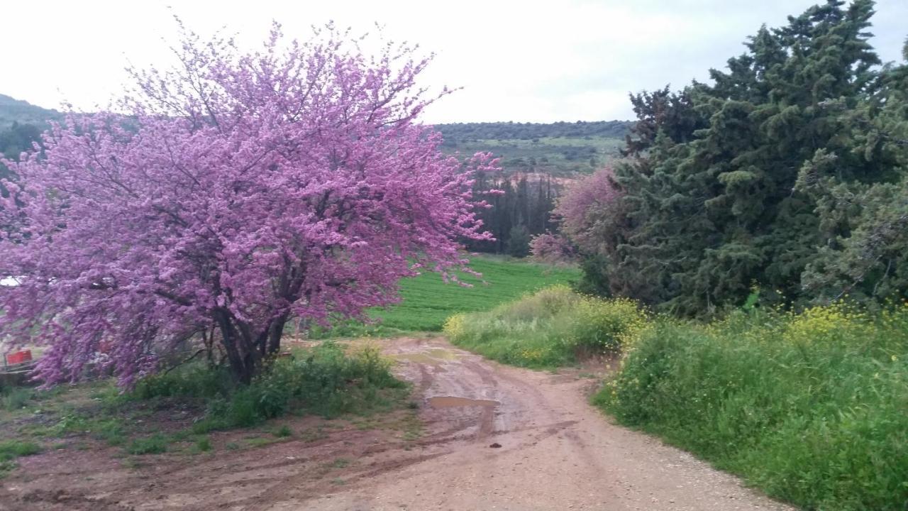Naftali Albilia קריית שמונה מראה חיצוני תמונה